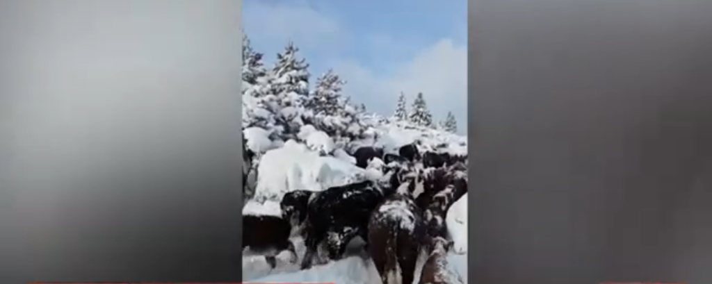 Patagônia enfrenta inverno mais rigoroso das últimas décadas