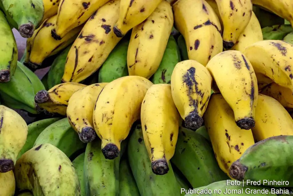 Cientistas buscam alternativas para evitar a extinção da banana cavendish