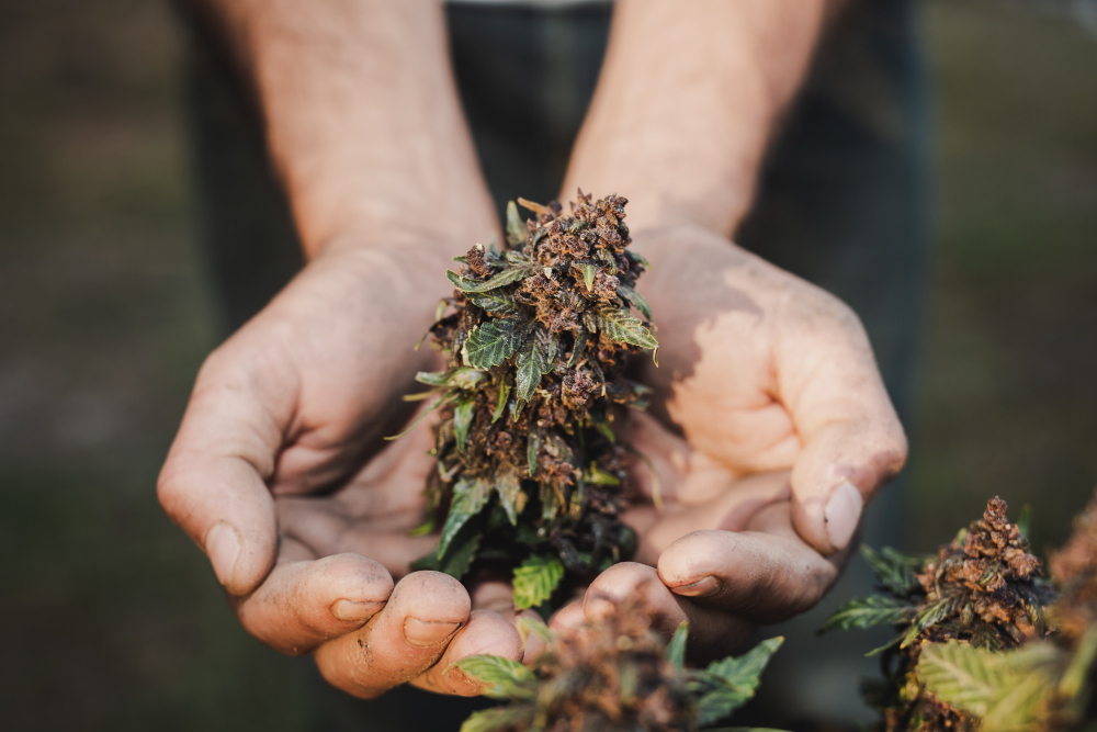 Anvisa autoriza o plantio de cannabis por empresas no Brasil