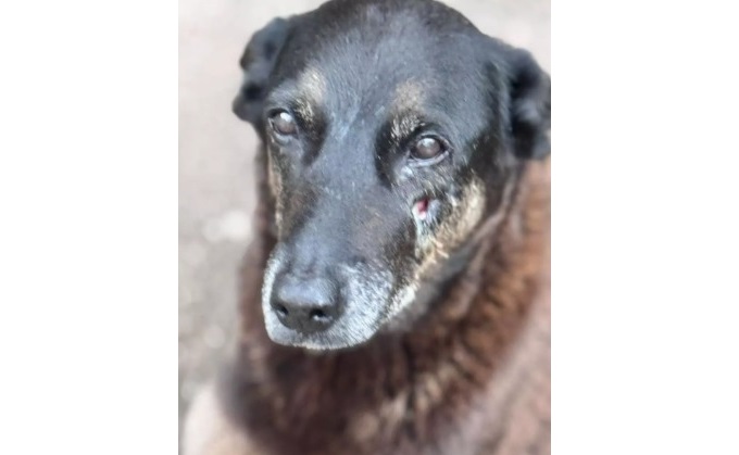 Cão Orelha