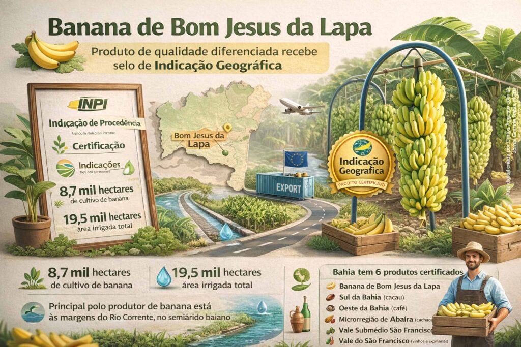 Banana de Bom Jesus da Lapa recebe selo nacional de Indicação Geográfica e amplia acesso a mercados