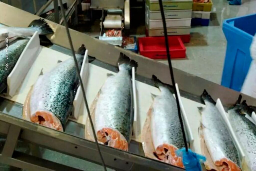Indústria do salmão expande produção global, eleva consumo e gera impactos ambientais, uso de agrotóxicos e pressão social no sul global