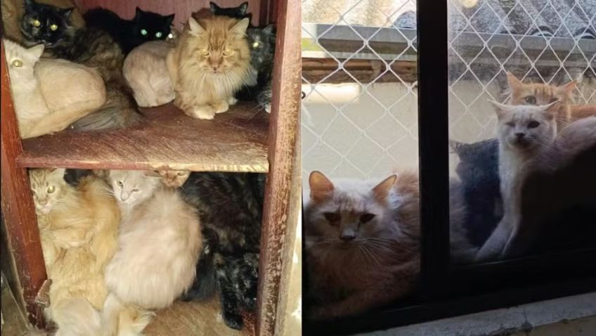 Polícia de SC investiga mulher que mantêm cerca de 400 gatos em apartamento