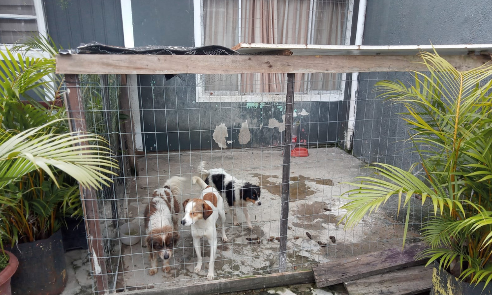 SP endurece punições para maus-tratos a animais; multas podem chegar a R$ 50 mil