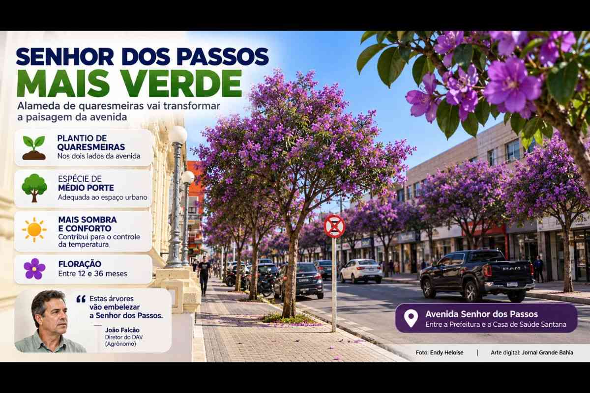 Feira de Santana: Avenida Senhor dos Passos receberá alameda de quaresmeiras com projeto de arborização